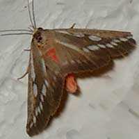 Erebidae/Arctiidae from Kerio Valley, Kenya, Africa, photo © Michael Plagens