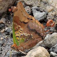 Green Charaxes from Kenya, Africa, photo © Michael Plagens