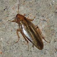 kitchen cockroach, Ectobiidae, Kenya, Africa, photo © Michael Plagens