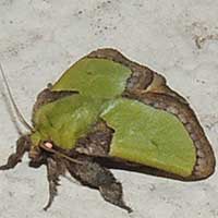 adult slug moth, Limacodidae, Kenya, Africa.