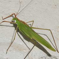 A male Leaf Katydid, Phaneropterinae, Kenya, Africa, photo © Michael Plagens