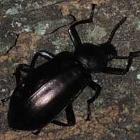 a darkling beetle, f. Tenebrionidae, Tentyria (?), photo © Michael Plagens