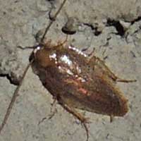 wild Cockroach in Kerio Valley, Kenya © Michael Plagens