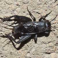 A male field cricket, Gryllidae, Kenya, Africa, photo © Michael Plagens