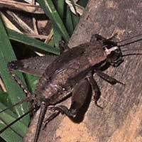 A male field cricket, Gryllidae, Kenya, Africa, photo © Michael Plagens