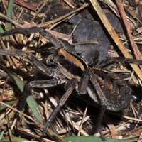 wolf spider, Lycosidae, © Michael Plagens