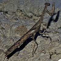 a brown praying mantis species, Kerio Valley, Kenya, Africa, photo © Michael Plagens