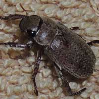 a large-eyed scarab beetle, Kenya, photo © Michael Plagens