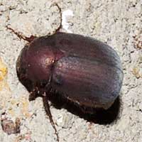 Plum-colored Scvarabaeidae Beetle, photo © Michael Plagens