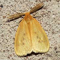 possibly Geometridae moth © Michael Plagens