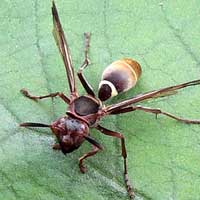 Polistes wasp from Nairobi, Kenya, photo © Michael Plagens