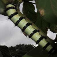 probable a Saturniidae larva, Nairobi, Kenya, Africa.