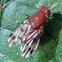 A possible fruit fly, f. Tephritidae, photo © Michael Plagens