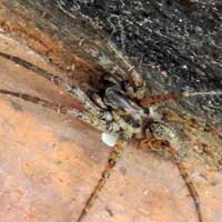 a smaller wolf spider, Lycosidae, © Michael Plagens