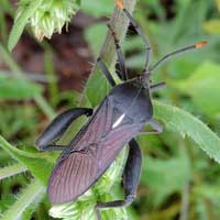 a big Coreidae, perhaps Anoplocnemis sp., from Eldoret, Kenya, Africa, photo © Michael Plagens