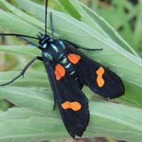 possibly an African Ctenucha-like moth, Kenya, Africa, photo © Michael Plagens