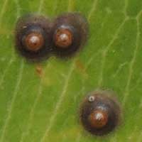 Ficus leaf with Diaspidae scale insects, Kenya, Africa, photo © Michael Plagens