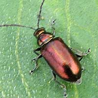 weevil found on knotweed, Polygonum, in Kenya, photo © Michael Plagens