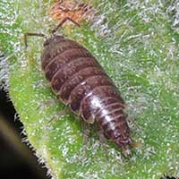 A wood louse, Isopoda, from Iten, Kenya © Michael Plagens