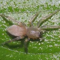 A Sac Spider, near Clubionidae, Rift Valley, Kenya © Michael Plagens