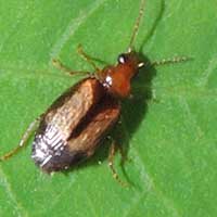 Carabidae from Iten, Kenya, photo © Michael Plagens