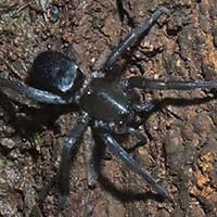 A Sac Spider, near Clubionidae, Rift Valley, Kenya © Michael Plagens