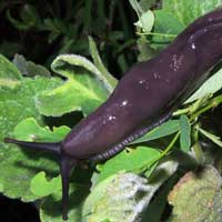 Giant Blue Slug