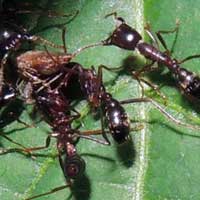 a driver ant, Dorylus sp., photo © Michael Plagens