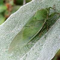 A green colored Cicadidae from Kabarnet, Kenya, Africa, photo © Michael Plagens