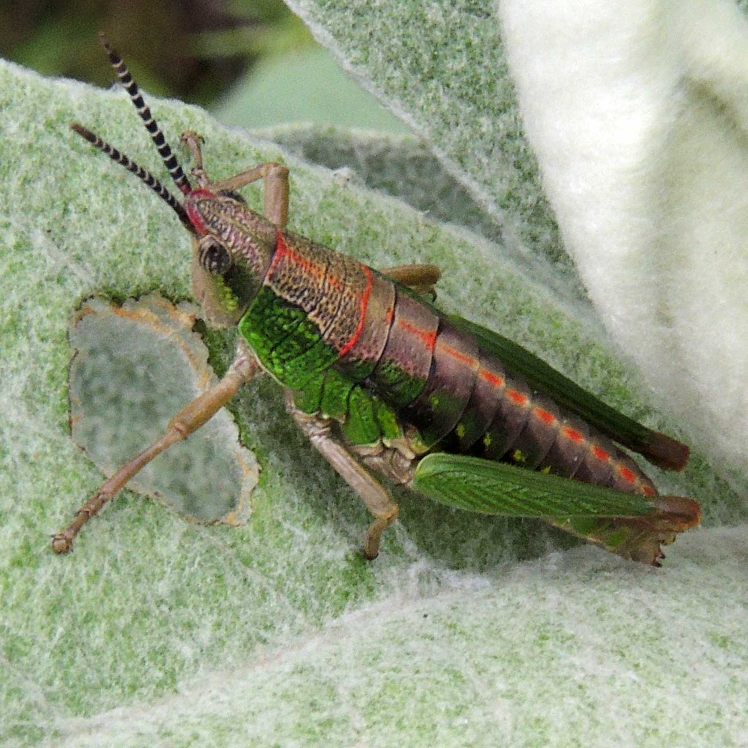 colorful, probably toxic grasshopper from Kabarnet, Kenya, Africa, photo © Michael Plagens