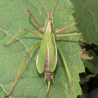 A cricket-like Katydid, Kenya, Africa, photo © Michael Plagens