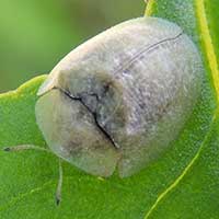 a gray tortoise on Ipomoea, Chrysomelidae, Kenya, photo © Michael Plagens