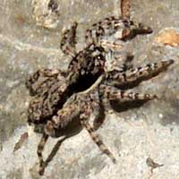 A black and white marked Saltiidae, Rift Valley, Kenya © Michael Plagens