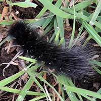 larva stage of a tiger moth, Arctiidae, Kenya, Africa.