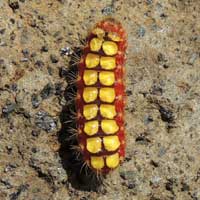 Limacodidae larva © Michael Plagens