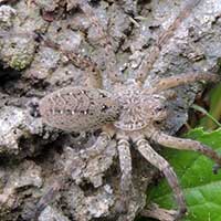 Lycosidae spider, Thomisidae, © Michael Plagens