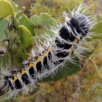 pallid emporer larva © Michael Plagens