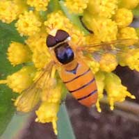 A Syrphidae hover fly photo © Michael Plagens