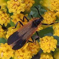 Net-winged Beetle, Lycidae, Kenya, photo © Michael Plagens