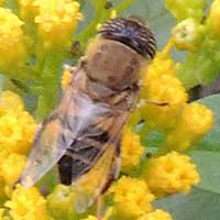 A hover fly, f. Syrphidae, photo © Michael Plagens