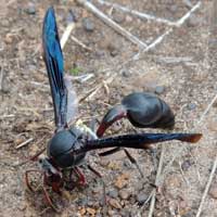 a potter wasp gathering mud © Michael Plagens