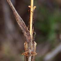 An owlfly hides behind a stem of grass, Ascalaphidae, Kenya, Africa, photo © Michael Plagens