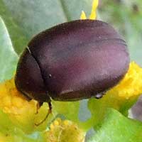 Scarab Beetle at flowers, photo © Michael Plagens