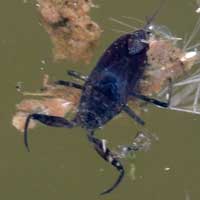 A water scorpion in water trough, Nepidae from Kenya, Africa, photo © Michael Plagens