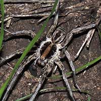 a wolf spider on soil with sparse turf grass family Lycosidae, © Michael Plagens