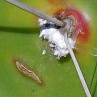 Cochineal Scale Insect, Dactylopius, from Kenya, Africa, photo © Michael Plagens