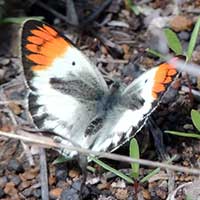 Smokey Orange-tip Butterfly, Colotis euippe, © Michael Plagens