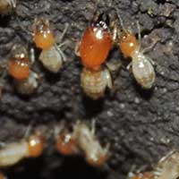 termites at nest entrance, Nyeri, Kenya © Michael Plagens