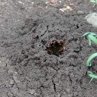 termite colony entrance in soil © Michael Plagens