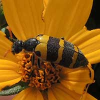 a flower eating blister beetle, Meloidae, © Michael Plagens